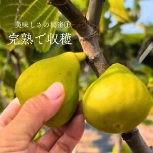 いちじく 200g × 1袋 ドライいちじく