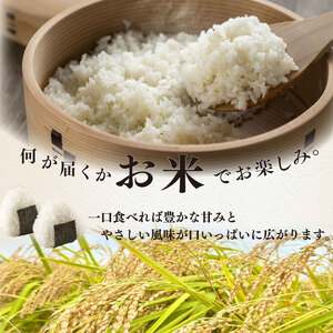【R７新米】お米 10kg 品種 おまかせ 【 にこまる にじのきらめき きぬむすめ コシヒカリ 】牧之原市