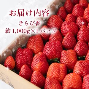 【 期間限定 】 苺 きらぴ香 1000g以上 いちご 1000g × 1パック