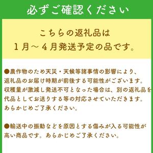 【 期間限定 】 苺 きらぴ香 1000g以上 いちご 1000g × 1パック