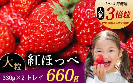 【 期間限定】 紅ほっぺ 660g いちご 330g×2パック イチゴ 【農倖いちごボックス】