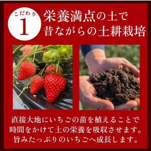 【 期間限定】 紅ほっぺ 660g いちご 330g×2パック イチゴ 【農倖いちごボックス】