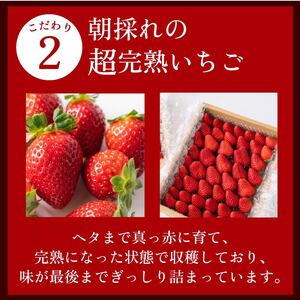【 期間限定】 紅ほっぺ 660g いちご 330g×2パック イチゴ 【農倖いちごボックス】
