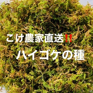 こけ専門農家直送!!ハイゴケの種10L 観葉植物 静岡県 牧之原市 苔g