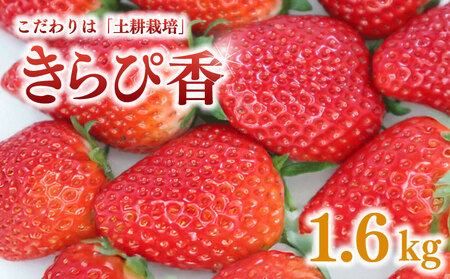 きらぴ香 いちご イチゴ 苺 1.6kg 【 きらぴ香 】