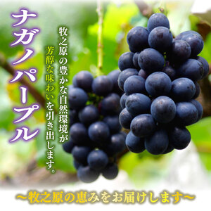 【2026年先行予約】ナガノパープル 約1kg ぶどう 数量限定   edama 静岡県 牧之原市