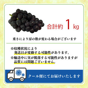 【2026年先行予約】ナガノパープル 約1kg ぶどう 数量限定   edama 静岡県 牧之原市