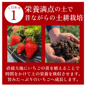 【朝採れ】紅ほっぺ 中粒 1200g  400g × 3 パック  森木農園 静岡県 牧之原市