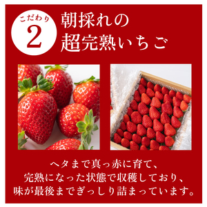 【朝採れ】紅ほっぺ 中粒 1200g  400g × 3 パック  森木農園 静岡県 牧之原市