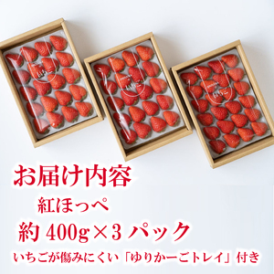 【朝採れ】紅ほっぺ 中粒 1200g  400g × 3 パック  森木農園 静岡県 牧之原市