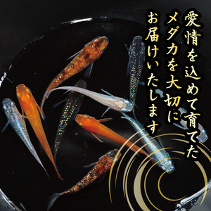 129-4 【めだか 幹之フルボディ】 魚介 魚類 魚 10匹 めだか 飼育 初心者 おすすめ 水槽 インテリア 生物 鑑賞 美 静岡県 牧之原市 丸長