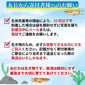 129-4 【めだか 幹之フルボディ】 魚介 魚類 魚 10匹 めだか 飼育 初心者 おすすめ 水槽 インテリア 生物 鑑賞 美 静岡県 牧之原市 丸長
