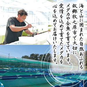 129-6 魚介 魚類 魚 紅帝ダルマ 10匹 めだか 飼育 おすすめ 水槽 インテリア 生物 鑑賞 美 静岡県 牧之原市 丸長