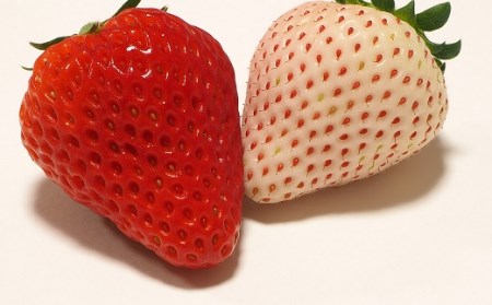 115-1　高級紅白セット　白いちご「Sweet milk berry」　赤いちご「紅ほっぺ」　白×2パック　赤×2パック