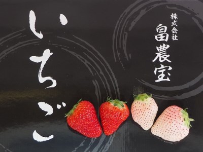 115-1　高級紅白セット　白いちご「Sweet milk berry」　赤いちご「紅ほっぺ」　白×2パック　赤×2パック