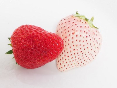 115-3　高級紅白いちご直詰め紅白セット　白いちご「Sweet milk berry」650ｇ以上「紅ほっぺ」650ｇ以上