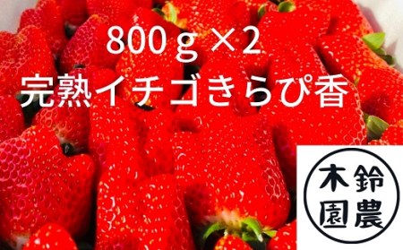 152-2　鈴木農園の朝摘みいちご（きらぴ香）1.6kg（800g×2）