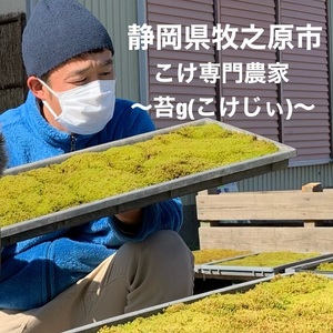 【こけ】こけ 専門 農家 直送! ガジュマル 苔玉