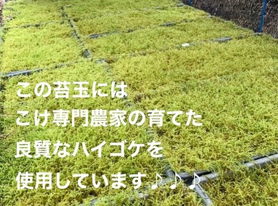 123-4 こけ専門農家直送!!パキラ苔玉
