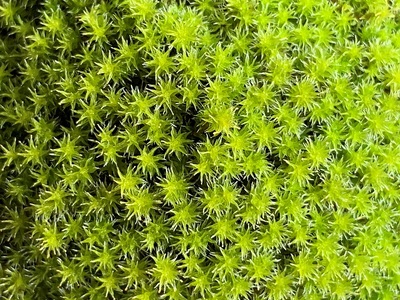 123-11 こけ専門農家直送!!スナゴケ（育苗トレー入り）2枚