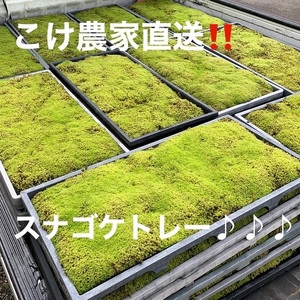 こけ専門農家直送!!スナゴケ 苔（育苗トレー入り）6枚 【 苔 】 9,940円