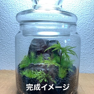 123-15 こけ専門農家直送!!苔テラリウムスターターキット