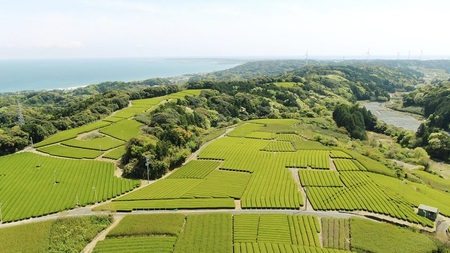 056-7　【ティーバック】深蒸し茶(一番茶のみ使用！)＆ほうじ茶セット