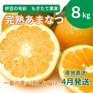 【伊豆のみかん・柑橘】もぎたて果実　あまなつ　8kg　A023 ／ 収穫体験農園ふたつぼり　柑橘　フルーツ　静岡県　東伊豆町