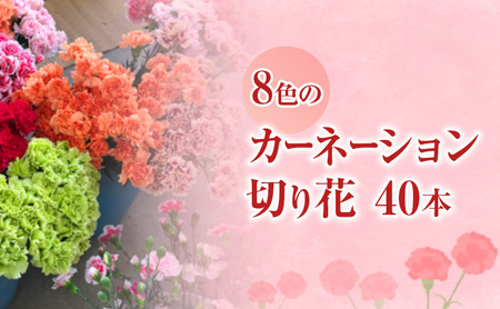 河津町特産 カーネーション 生花 40本 12月～3月中旬発送