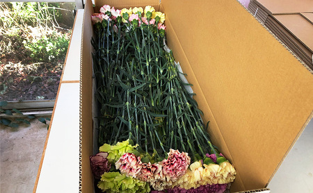 河津町特産 カーネーション 生花 40本 12月～3月中旬発送