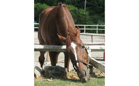 天城ホースビレッジ 施設利用券 ショートレッスン20分 体験チケット