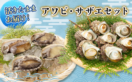 とれたて新鮮 アワビ １キロ　約10個 とれたて新鮮 アワビ 1キロ 約10個 活あわび 1kg （70/80g