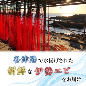 水産 活伊勢海老 4～8匹 活きたままお届け 海鮮 刺身 毎年10月～翌年5月中旬出荷予定