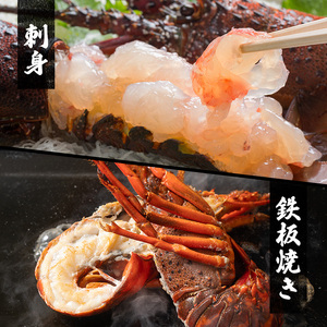 水産 活伊勢海老 4～8匹 活きたままお届け 海鮮 刺身 毎年10月～翌年5月中旬出荷予定