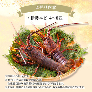水産 活伊勢海老 4～8匹 活きたままお届け 海鮮 刺身 毎年10月～翌年5月中旬出荷予定