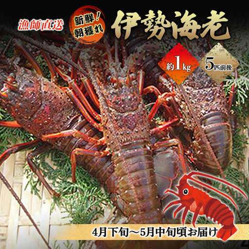 漁師直送 新鮮!朝獲れ活伊勢海老1kg【出荷:4月下旬~5月中旬】 伊勢エビ エビ えび 冷蔵