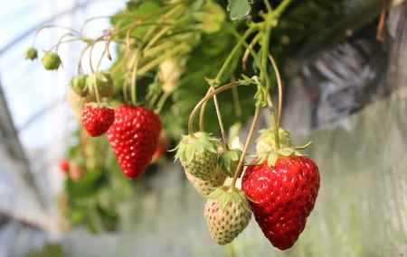 【先行予約＿2026年出荷分】 完熟いちご 恋みのり 280g 2パック（DXパック）【 苺 いちご フルーツ 果物 】