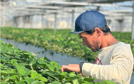 【先行予約＿2026年出荷分】 地元JA品評会金賞受賞　紅ほっぺ・きらぴ香から厳選 完熟いちご4パック　【 苺 いちご フルーツ 果物 】