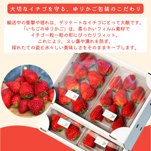 【先行予約＿2026年出荷分】 地元JA品評会金賞受賞　紅ほっぺ・きらぴ香から厳選 完熟いちご4パック　【 苺 いちご フルーツ 果物 】