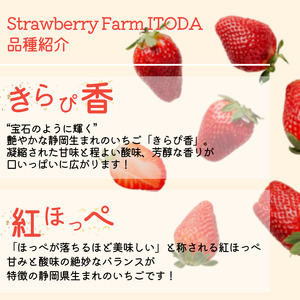 【先行予約＿2026年出荷分】 地元JA品評会金賞受賞　紅ほっぺ・きらぴ香から厳選 完熟いちご4パック　【 苺 いちご フルーツ 果物 】