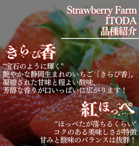 【先行予約_2026年発送】地元JA品評会金賞受賞　冷凍イチゴ3Kg　【 フローズン ストロベリー スムージー 苺 いちご  】 