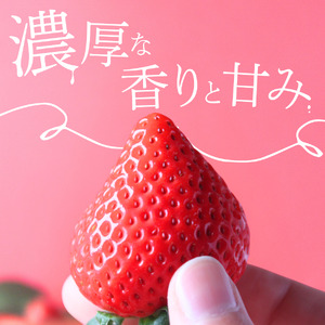 いちご【3～5月発送】かおり野 2パック×280g 完熟いちご