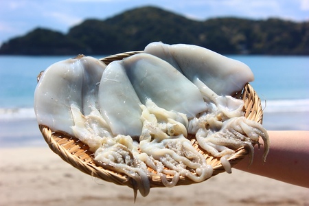 【伊豆漁協加工・直送！】アオリイカ一夜干し 3枚　【 イカ 】