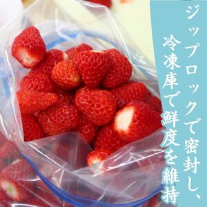 【先行予約＿2026年出荷分】特別賞受賞！完熟 冷凍いちご BabyBerryFarm（3kg）　【 フローズン ストロベリー スムージー 苺 いちご 】
