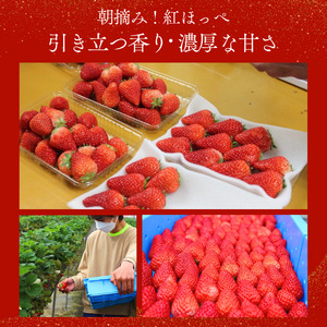 【先行予約＿2026年出荷分】いちご 紅ほっぺいちご 280g×2パック