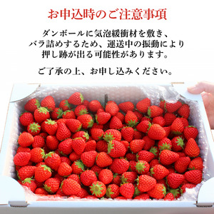 大容量 小粒いちご  【 いちご 】