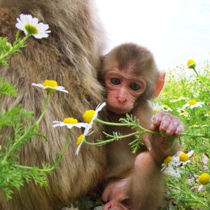 波勝崎モンキーベイ　ペア入場券　動物園