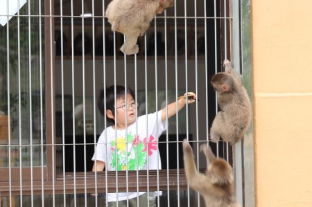 波勝崎モンキーベイ　ペア入場券　動物園