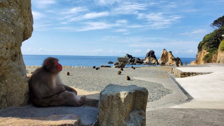 波勝崎モンキーベイ　ペア入場券　動物園