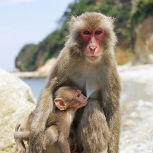 波勝崎モンキーベイ　ペア入場券　動物園